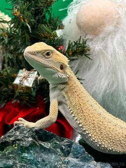 Agama Vousatá-Nejkrásnější mláďata sezóny - 9