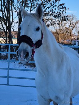 Shagya arab klisna 16-let - 9