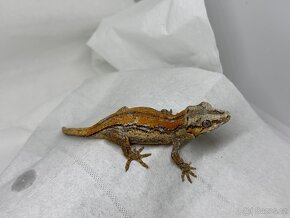 R. Auriculatus - 9