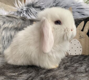 ❤️❤️Minilop Kralicek Beránek holčička 🌺 - 9