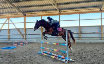 Charakterní čtyřletý valach po Heartbreak ZH - 9