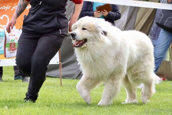 Krytí Pyrenejský horský pes - 9