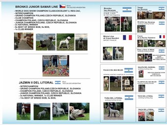 Argentinská doga štěňata PŘIJÍMÁME REZERVACE - 9