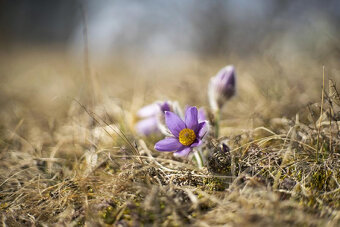 PANCOLAR auto 1,8 / 80 MC CARL ZEISS JENA. - 9