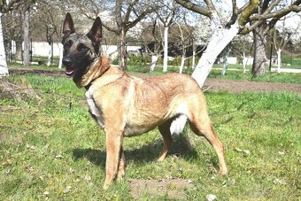 Malinoiska Naomi hledá domov - 9