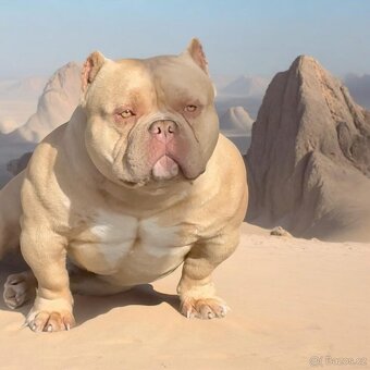 American Bully - 9