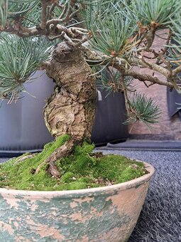 Bonsaj,bonsai Borovice - 9
