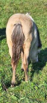 Letošní hřebeček - 9