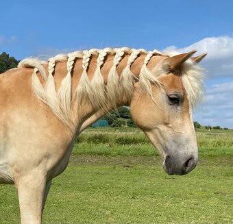 hafling valášek 2,5 roku - 9