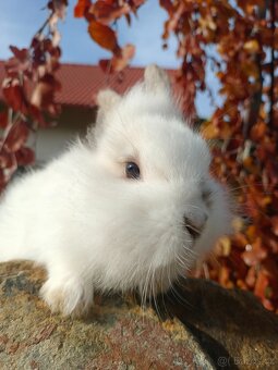 Zakrslý králíček - 9