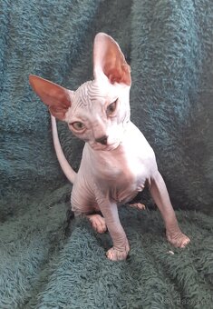 Don Sphynx Kocourky - 9