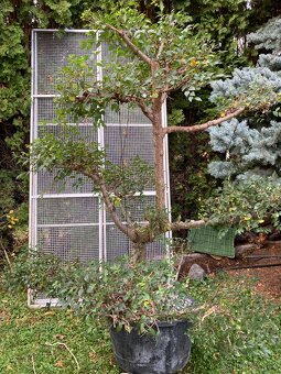 Solitéra, strom stromek, jilm, bonsaji - 9