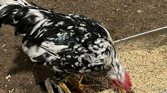 Kohouti vlaška exchequer - 9