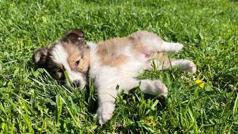 Štěňátka Sheltie/Šeltie bez PP - 9