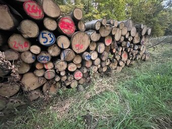 🔥 Palivové dřevo – měkké od 900 Kč, bříza, tvrdé 🔥 - 9