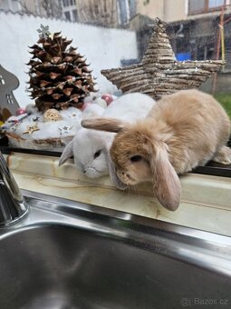 Zakrslý králík - 9