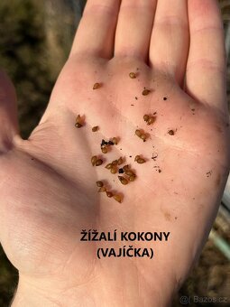 Kalifornské a Hnojní Žížaly - 9