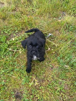 Jorkšírský teriér x Jack Russel bez pp - 9
