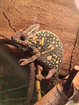 Chameleon jemenský - 9