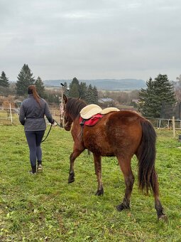 WPBR mohutný velký hřebeček - 9