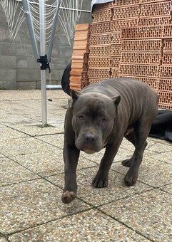 American Bully s PP - 9