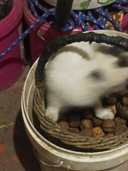 Darují 4 odběr hned zvyklé i na psi - 9