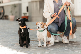 Kentucky - Obojek XL + vodítko - olive green - 9