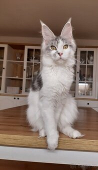 Mainská mývalí koťátka s PP - 9