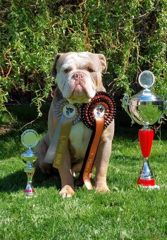 Staroanglický buldok/Old English Bulldog (OEB) - 9