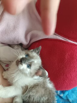 Ragdoll - 9