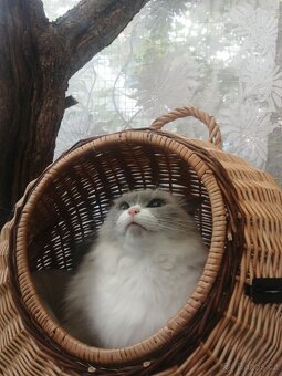 Ragdoll - 9