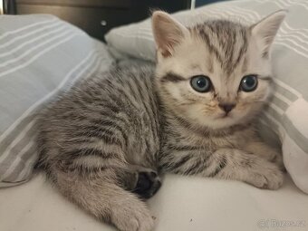 Koťátka Skotská klapouchá - 9