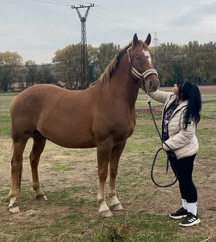 Valach QH x Chladas - 9