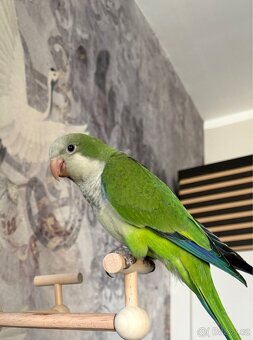 Prodám pár mnišek šedých - 9