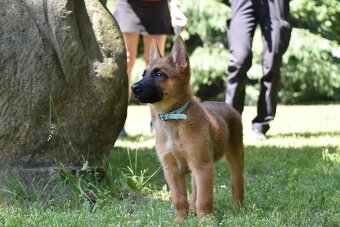 Belgický ovčák Malinois s PP - 9