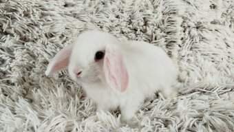 Zakrslý beránek, králíček, králík - TIMIÁN - 9