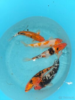 Koi 5-35cm - 9