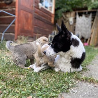 Kanaánský pes - štěňata s PP (Canaan dog) - 9