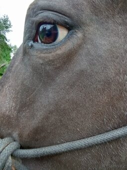 Klisna Appaloosa Horse - 9