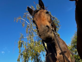 Klisna moravský teplokrevník - 9