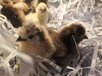 Hedvábnička velka vousatá- kuřata - 9