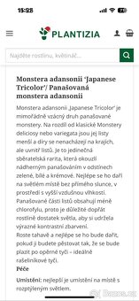 Monstera Adansonii Japanese Tricolor - 9