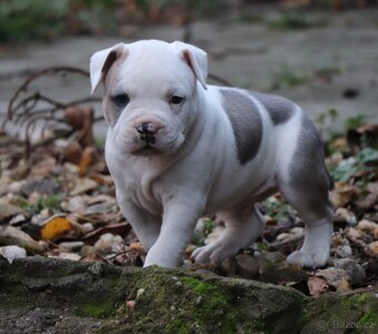 Americký stafordšírský teriér s PP pejsek 2 - 9