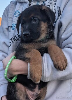 Německý Ovčák, Štěňata s PP exteriérová linie - 9