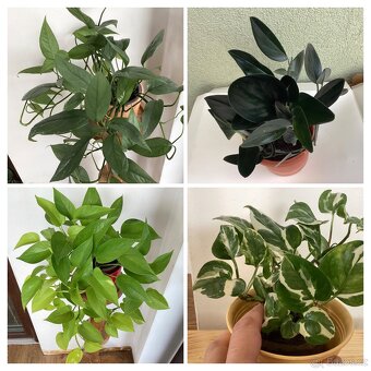 Květiny do interieru - 9