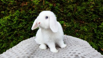 Zakrslý beránek, králíček, králík - TYMIÁN - 9