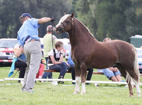Welsh mountain pony, sekce A - 9