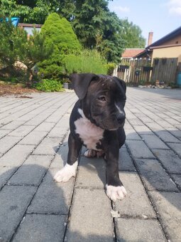 Americký stafordširský teriér : AMSTAFF - 9