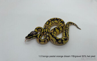 Krajta královská(Python regius) Vánoční sleva 20% - 9