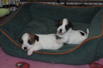 Jack Russell teriér s PP - 9